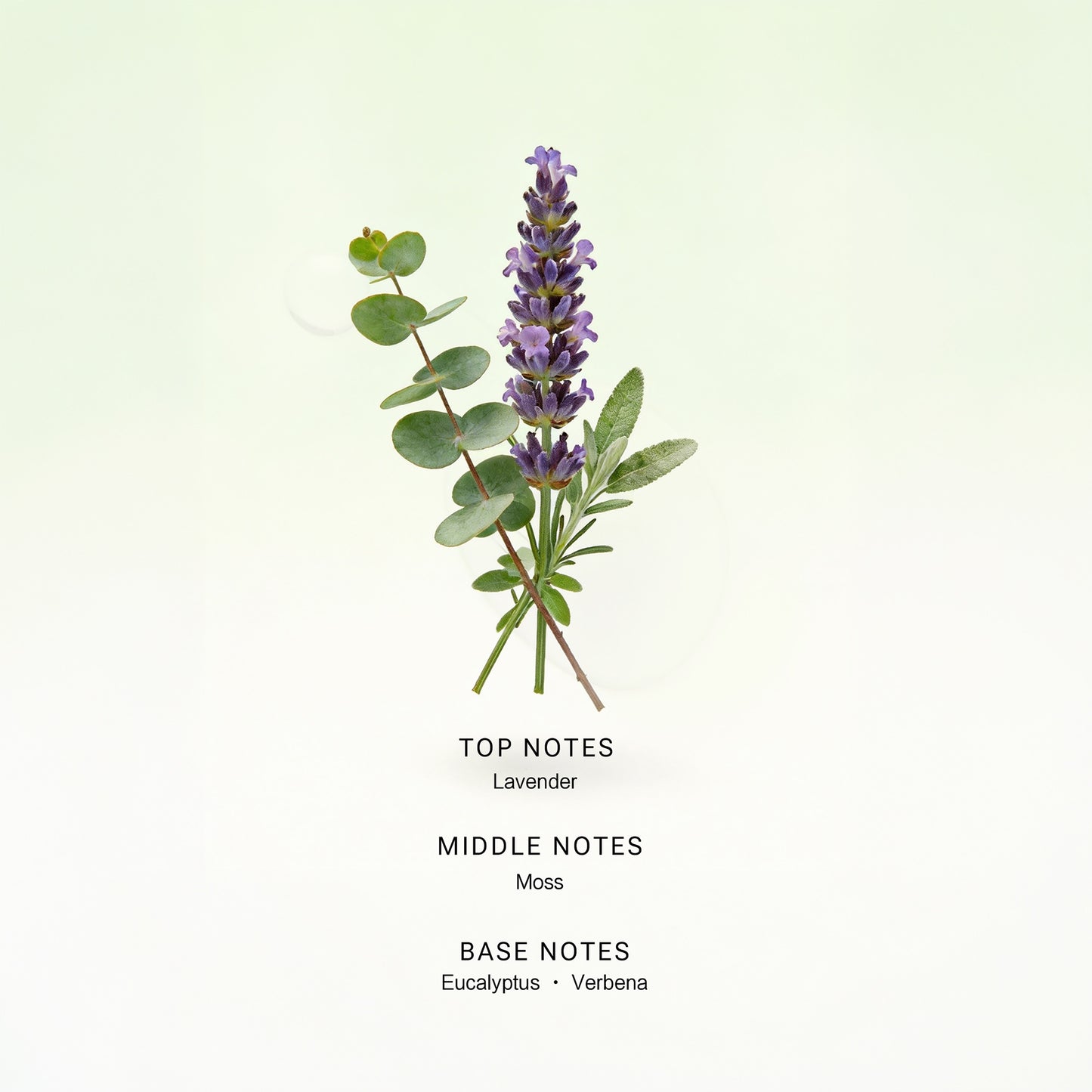 Lavender Eucalyptus