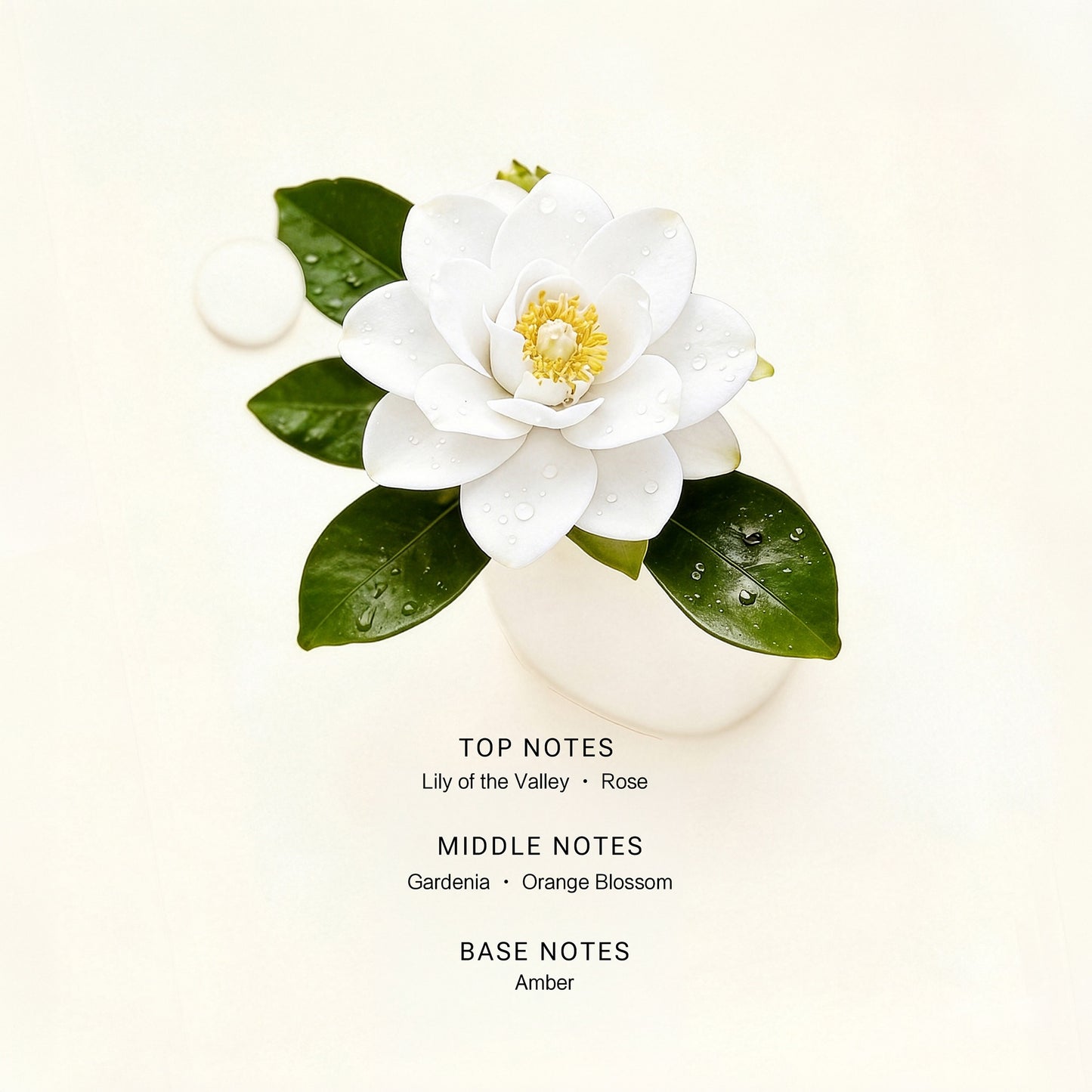 Gardenia Bloom
