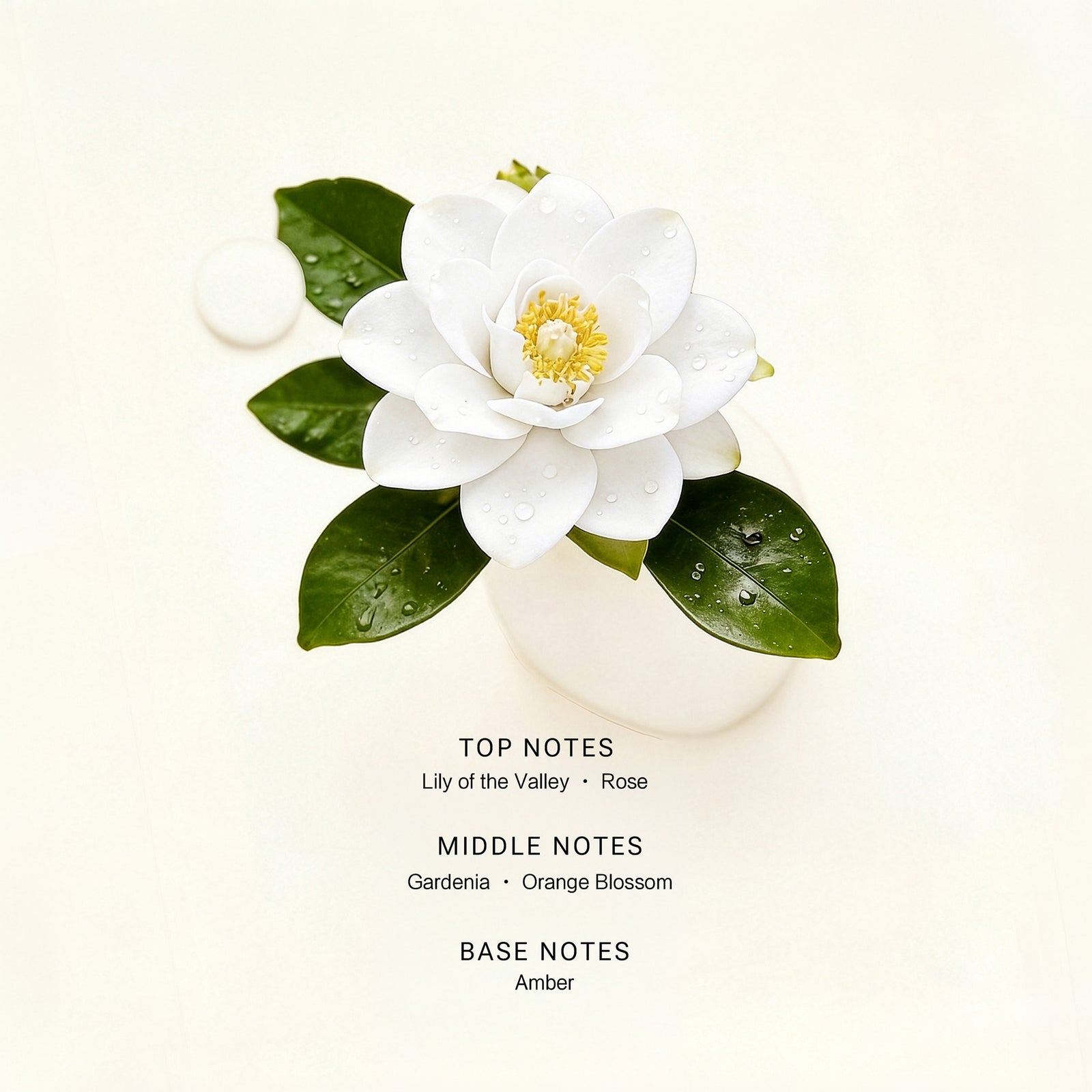 Gardenia Bloom, image 3